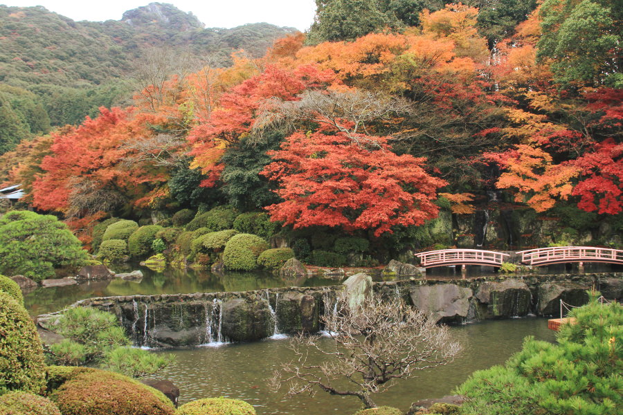 慧洲園では3000坪の敷地が紅葉で染まります 慧洲園では3000坪の敷地が紅葉で染まる
