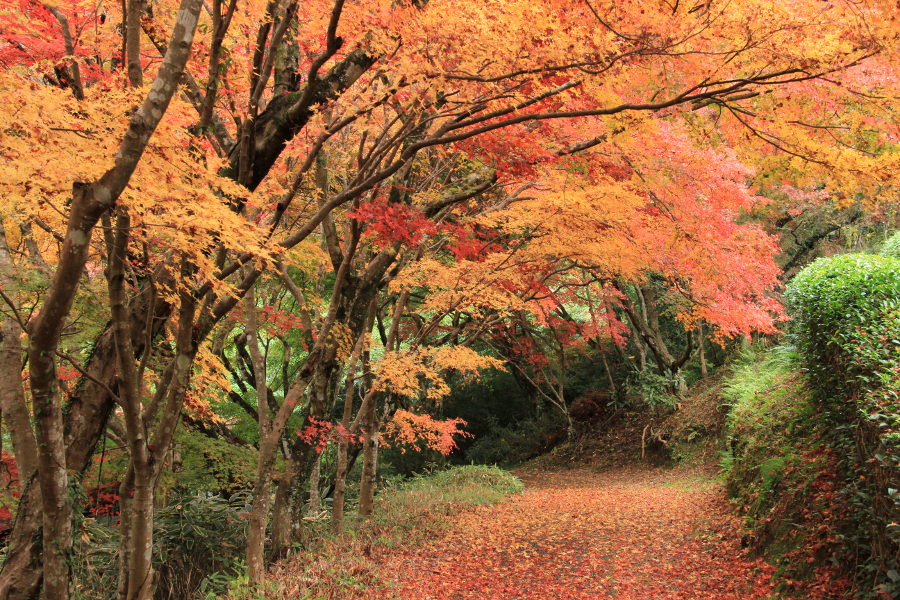赤や黄に色づいた慧洲園の木々 赤や黄に色づいた慧洲園の木々