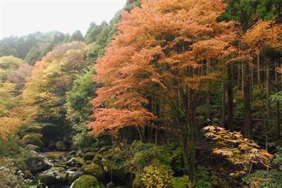 嬉野温泉から車で行きやすい「春日渓谷」の紅葉