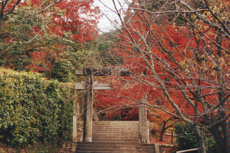 近くにある九年庵とともに紅葉の名所となっている「仁比山神社」