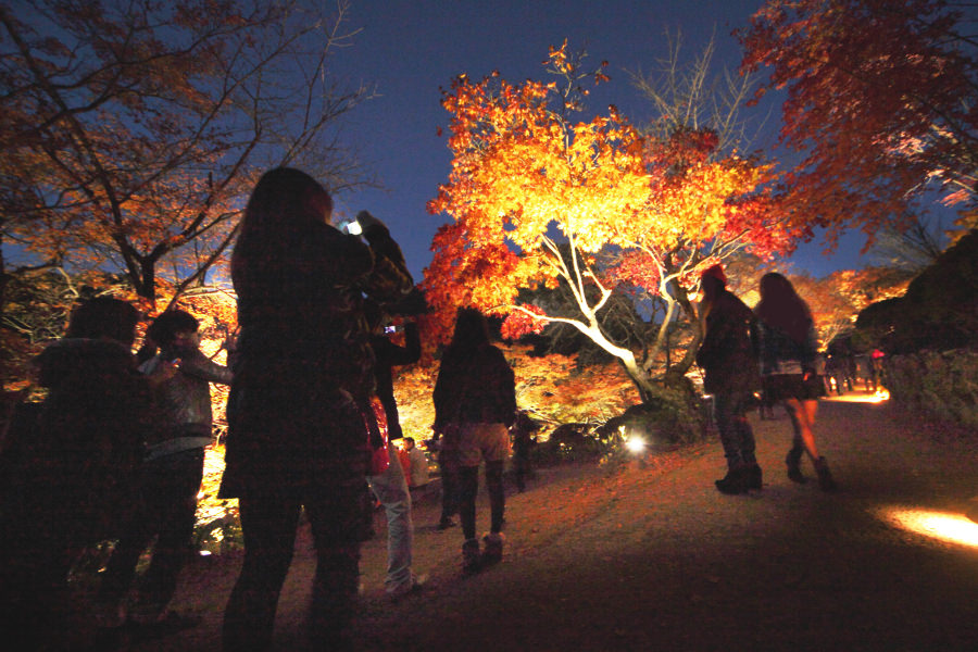 ライトアップ期間中には夜の紅葉狩りが楽しめる ライトアップ期間中には夜の紅葉狩りが楽しめる