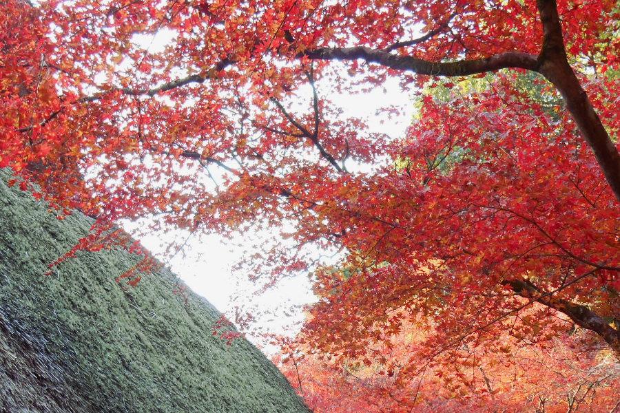 かやぶき屋根にかかる紅葉 かやぶき屋根にかかる紅葉