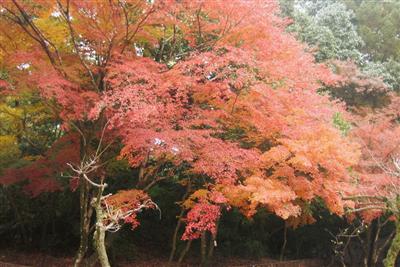立田自然公園として整備されている泰勝寺跡の紅葉