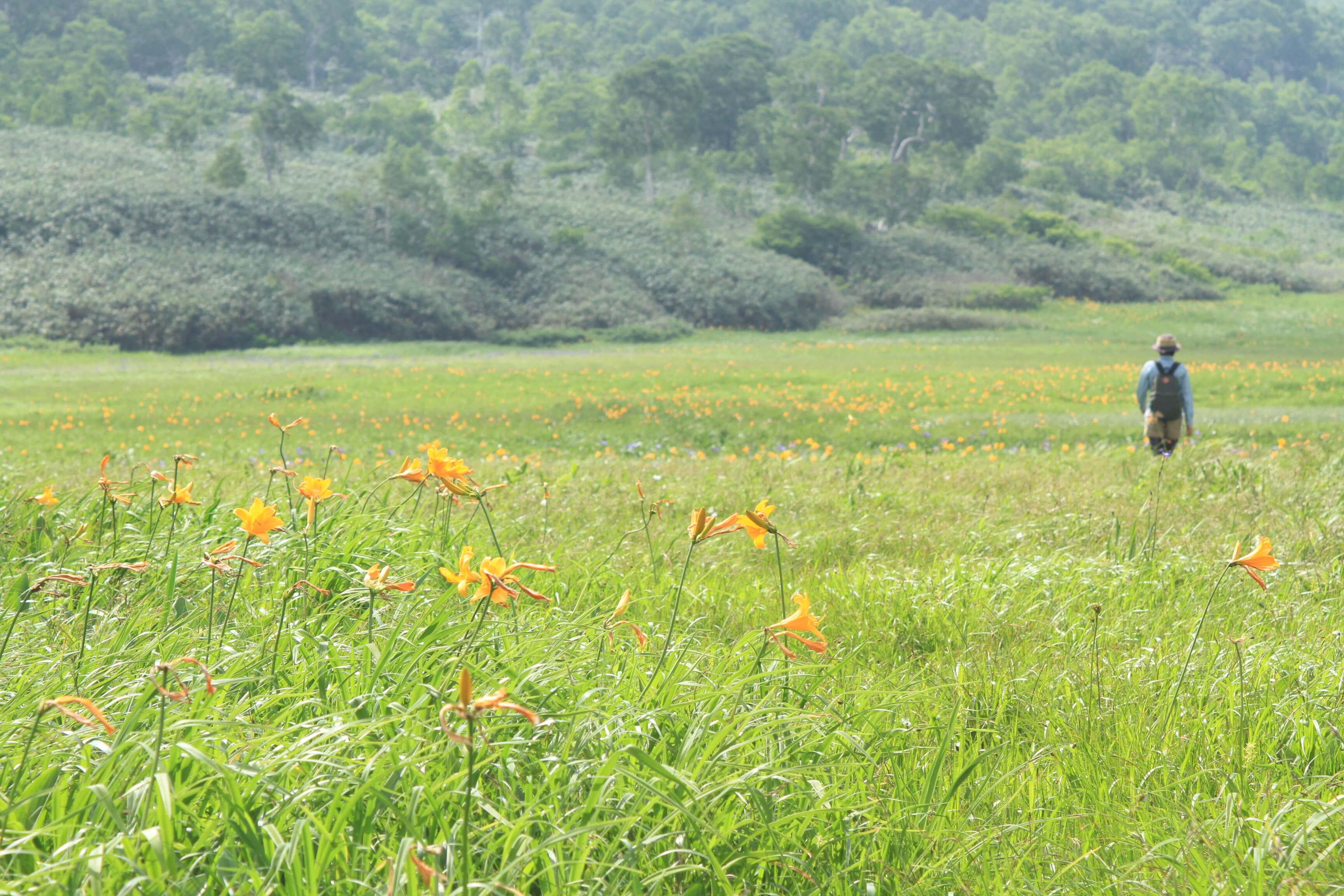 初夏にはエゾカンゾウの花が湿原を彩る 雨竜沼湿原