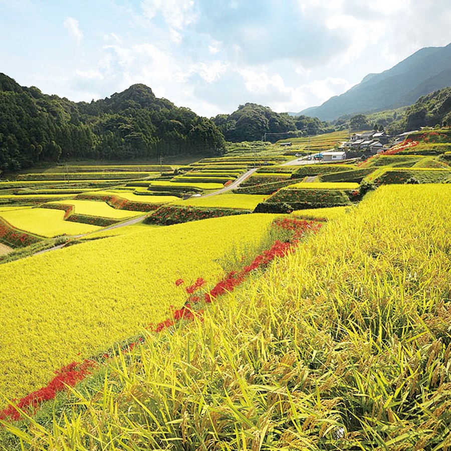 棚田のあぜ道を彼岸花が彩る「炭山棚田」 棚田のあぜ道を彼岸花が彩る「炭山棚田」