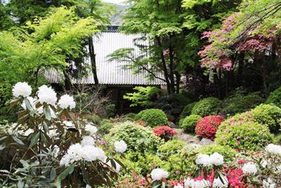 春はシャクナゲ、秋は紅葉が見事な「長安寺」