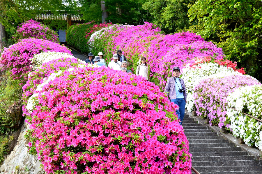 別名「つつじ寺」と呼ばれている「大興善寺」 別名「つつじ寺」と呼ばれている「大興善寺」
