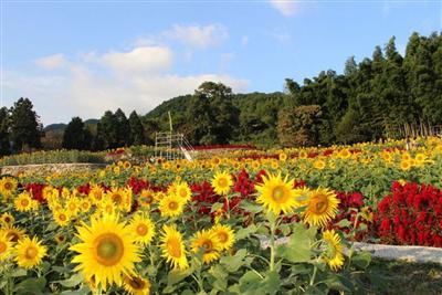 秋空の下で約10万本が花開く「山田ひまわり園」