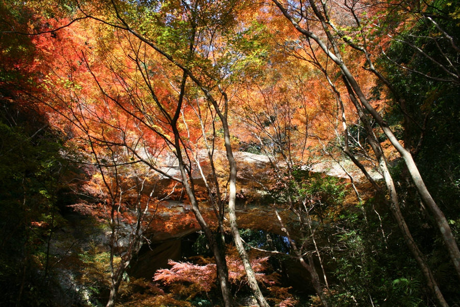 紅葉と石橋が織りなす奇観に圧倒される「御橋観音」 紅葉と石橋が織りなす奇観に圧倒される「御橋観音」