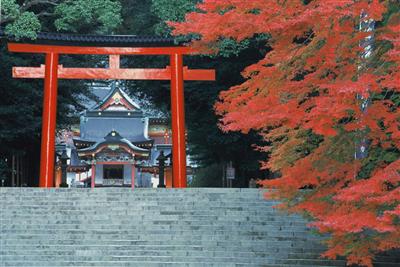 鳥居と紅葉の組み合わせは、霧島神宮の秋の風物詩だ