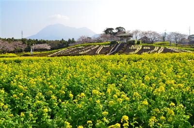 秋の花に彩られる「有明の森フラワー公園」