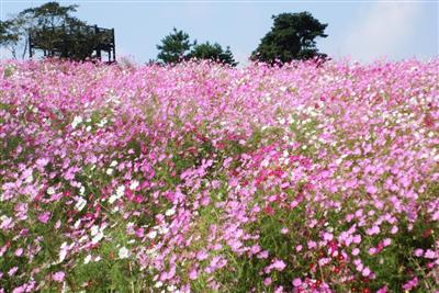 満開の時期の「上場高原コスモス園」