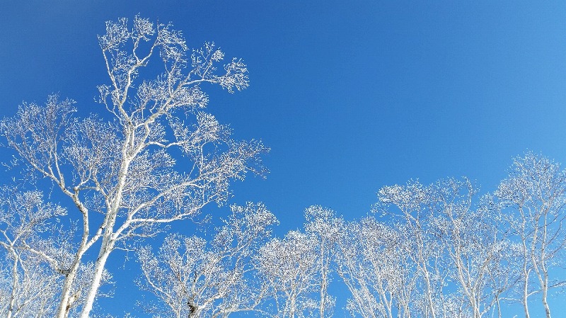 冬の早朝にしか見られない景色を楽しもう! 摩周湖霧氷ツアー