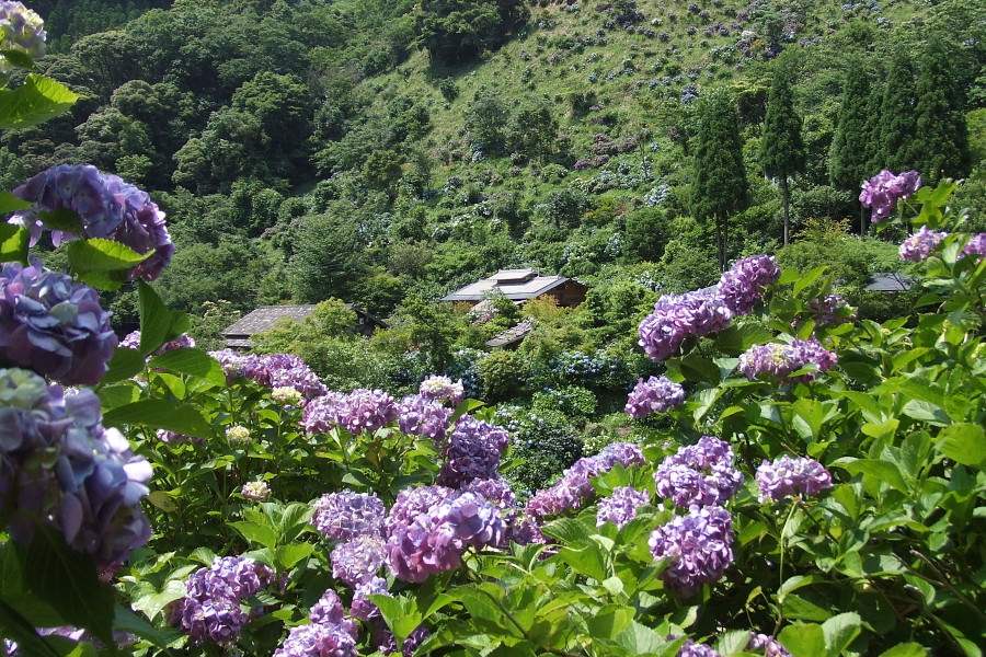 日本最大級の「東雲の里あじさい峡」 日本最大級の「東雲の里あじさい峡」