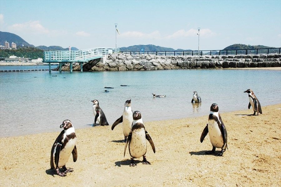 かわいいペンギンと触れ合える「ペンギン水族館」 かわいいペンギンと触れ合える「ペンギン水族館」