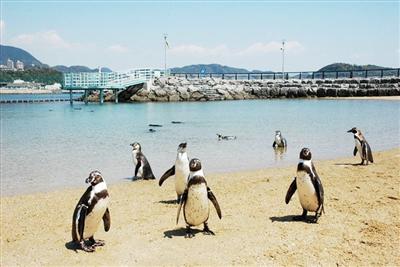 かわいいペンギンと触れ合える「ペンギン水族館」
