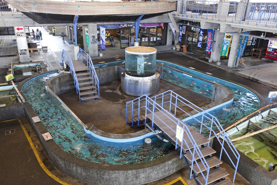 回遊型の巨大ないけすでは、マダイやアジ、カンパチなどが泳ぐ 「うしぶか海彩館」の回遊型の巨大ないけす