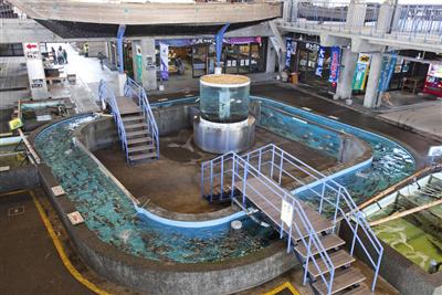 「うしぶか海彩館」の回遊型の巨大ないけす
