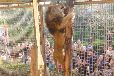 ライオン「あさひ」の躍動感ある姿が見られる大牟田市動物園