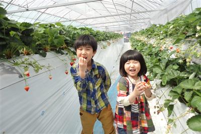 「いちごの丘」のいちご狩り