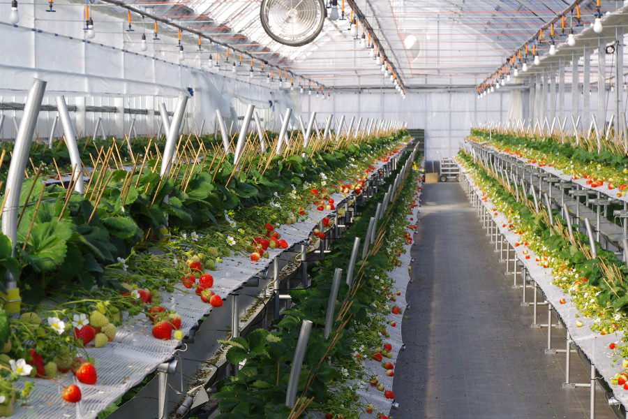 「鳥栖ベリーフォレスト」の園内 「鳥栖ベリーフォレスト」の園内