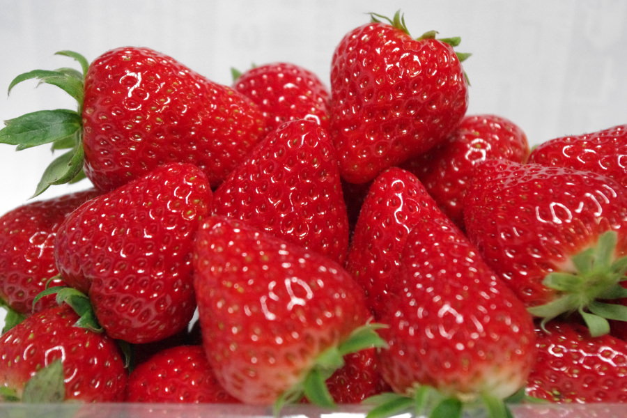 鳥栖ベリーフォレストで採れるいちご 鳥栖ベリーフォレストで採れるいちご