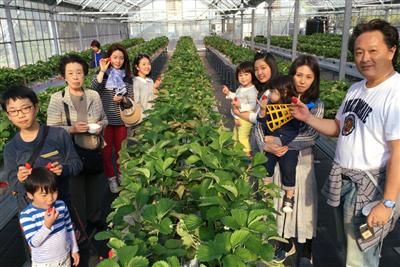 子どもから大人まで楽しめる「温泉いちご園」