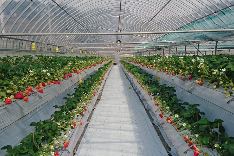 うきはの名水で育まれたイチゴを摘める「うきは果樹の村 やまんどん」 「うきは果樹の村 やまんどん」