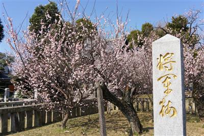 将軍梅