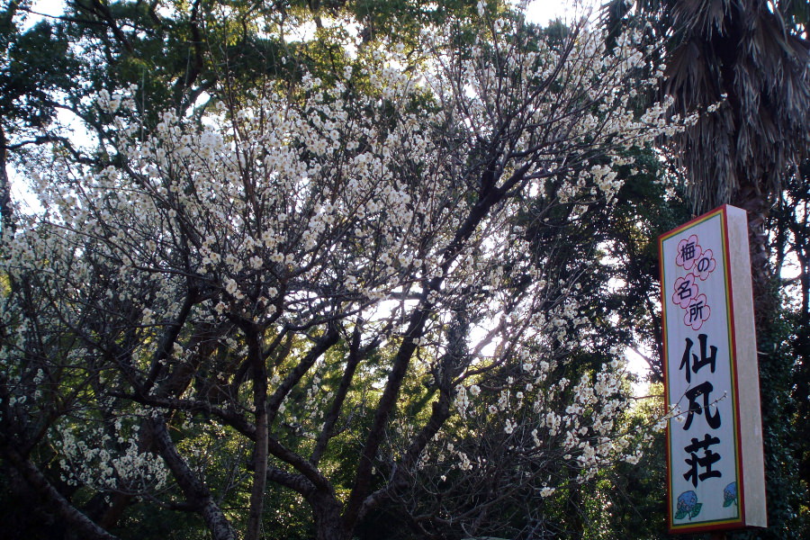 「仙凡荘」の看板と梅の花