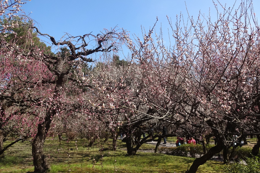 約30種・500本の赤や白、ピンクの梅の花が咲く「梅林寺」の外苑 「梅林寺」の外苑に咲く梅