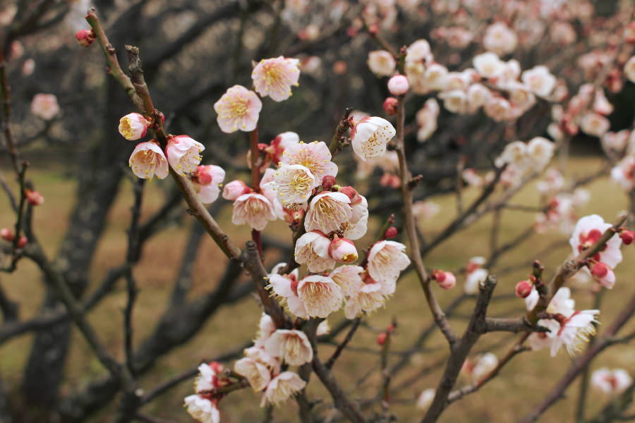 約280本の梅の木が花を咲かせる「舞鶴公園」 舞鶴公園の梅の花