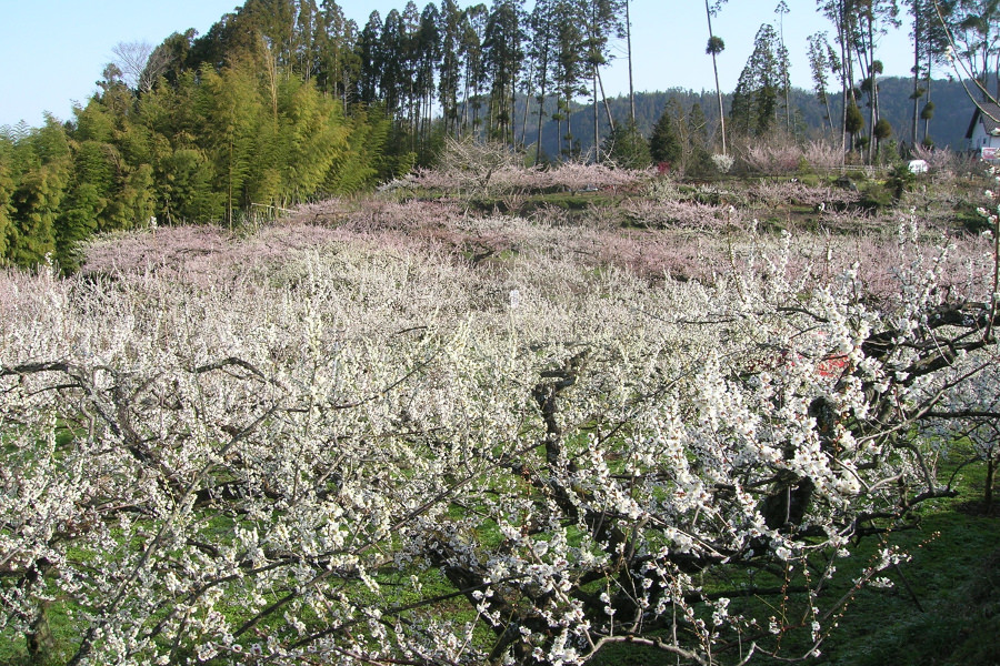 おおくぼ台梅園の梅の花 おおくぼ台梅園の梅の花
