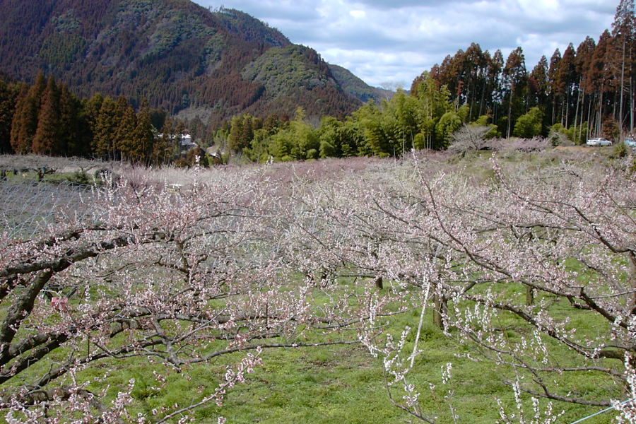 例年2月中旬~3月中旬が見頃です 例年2月中旬~3月中旬が見頃です