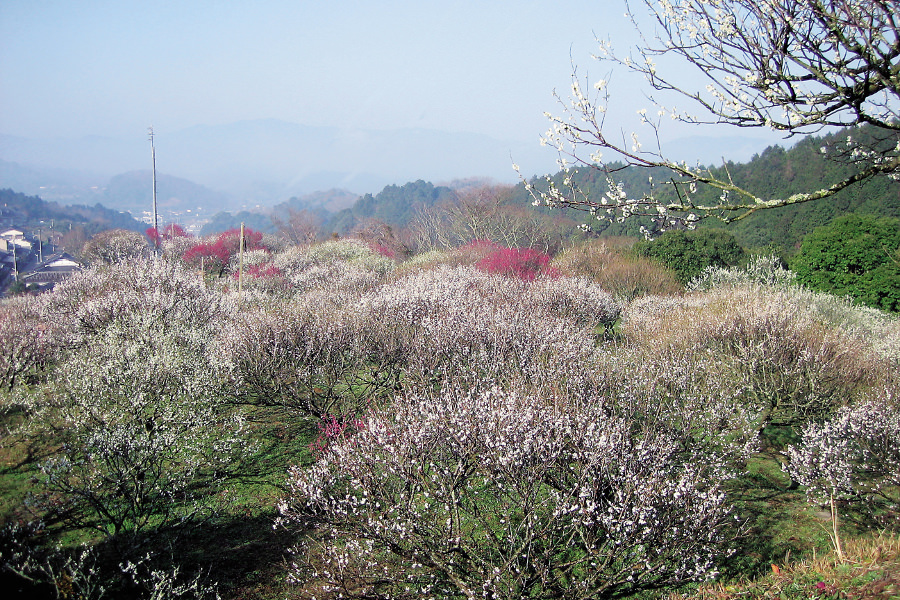 紅、白、ピンクの色とりどりの梅の花で彩られます 紅、白、ピンクの色とりどりの梅の花で彩られます