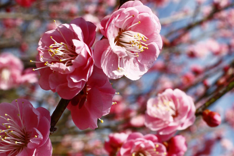 嬉野総合運動公園（みゆき公園　梅林園）に咲く梅の花