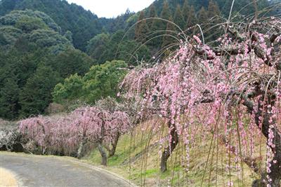 約400本の梅の木が植えられています