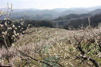 白やピンクの梅の花が広大な斜面を彩る「人吉梅園」