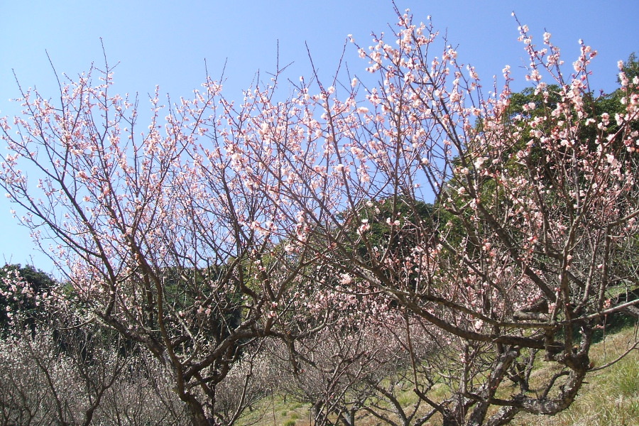 青島自然休養村「好隣梅」の梅の花