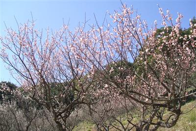 青島自然休養村「好隣梅」の梅の花
