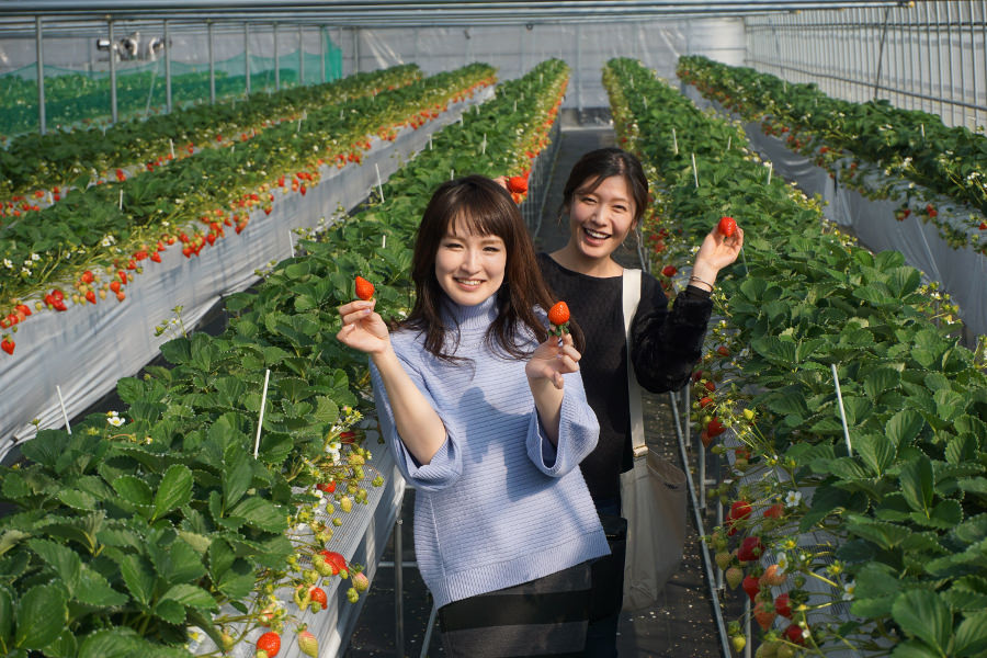 九州最大規模を誇る「らいおん果実園」 いちご狩り専門店「らいおん果実園」