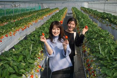 いちご狩り専門店「らいおん果実園」