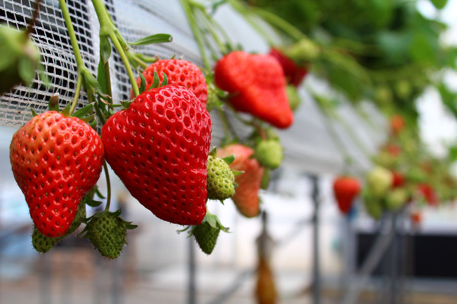 摘みたていちごを時間を気にせず食べられます 摘みたてのいちご