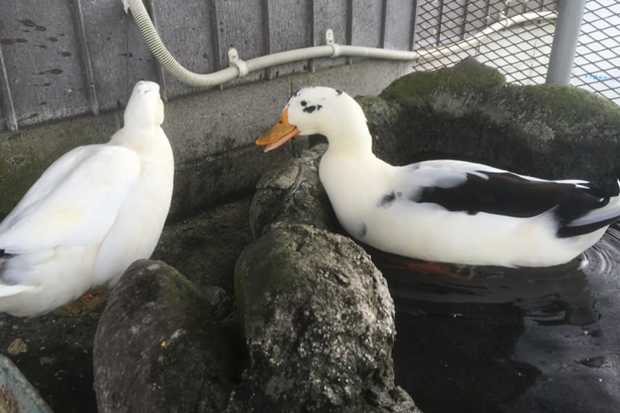 家族みんなで楽しめるふれあい動物園 家族みんなで楽しめるふれあい動物園