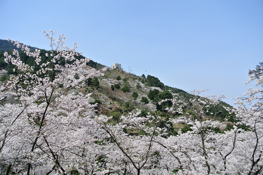 桜の花々が春の油山を華やかに彩ります