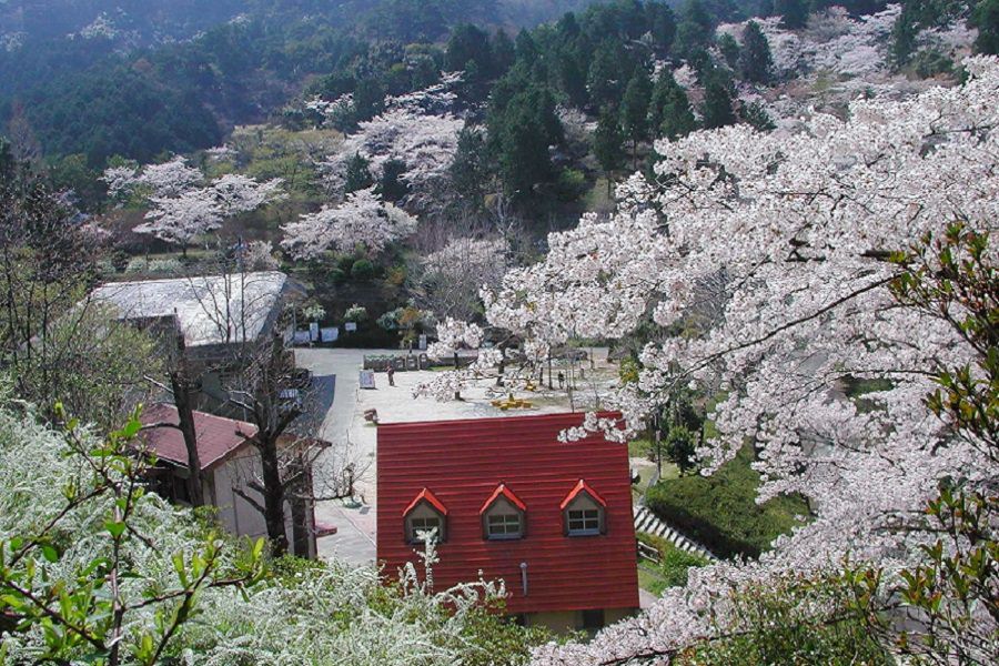 管理事務所付近の桜