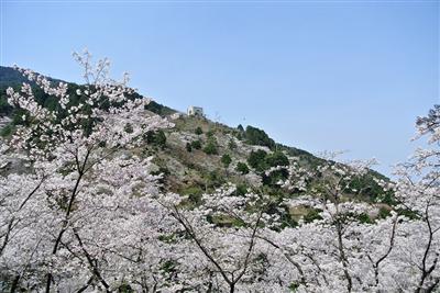 桜の花々が春の油山を華やかに彩ります