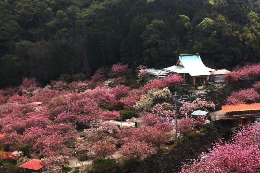 谷底に広がる桃源郷、桜の雲海と称される一心寺 八重桜に囲まれた一心寺