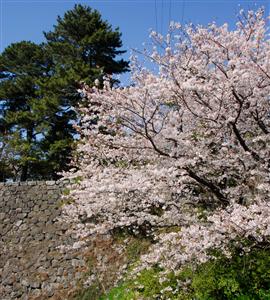 城跡沿いに咲く桜
