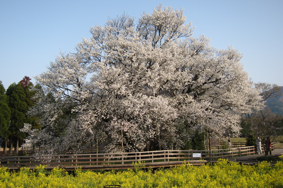 毎年、見事な花を咲かせる一心行の大桜 一心行の大桜